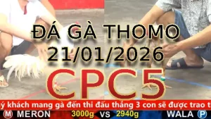 Video phát lại đá gà trực tiếp CPC5 ngày 21012026