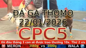 Video phát lại đá gà trực tiếp CPC5 ngày 22012026