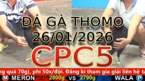 Video phát lại đá gà trực tiếp CPC5 ngày 26012026