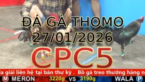 Video phát lại đá gà trực tiếp CPC5 ngày 27012026