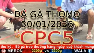 Video phát lại đá gà trực tiếp CPC5 ngày 30012026