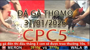 Video phát lại đá gà trực tiếp CPC5 ngày 31012026