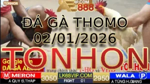 Video phát lại đá gà trực tiếp TONHON ngày 02012026