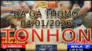 Video phát lại đá gà trực tiếp TONHON ngày 04012026
