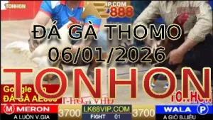 Video phát lại đá gà trực tiếp TONHON ngày 06012026