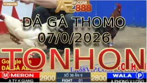 Video phát lại đá gà trực tiếp TONHON ngày 07012026
