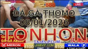 Video phát lại đá gà trực tiếp TONHON ngày 08012026