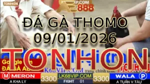 Video phát lại đá gà trực tiếp TONHON ngày 09012026