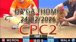 Video phát lại đá gà trực tiếp CPC2 ngày 24022026