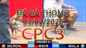 Video phát lại đá gà trực tiếp CPC3 ngày 03022026