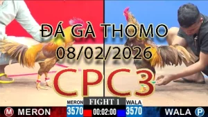 Video phát lại đá gà trực tiếp CPC3 ngày 08022026