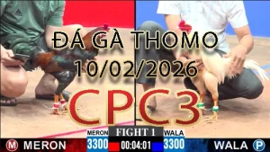 Video phát lại đá gà trực tiếp CPC3 ngày 10022026
