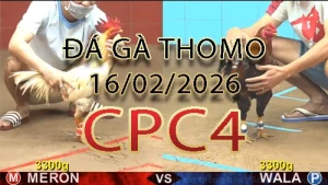 Video phát lại đá gà trực tiếp CPC4 ngày 16022026