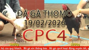 Video phát lại đá gà trực tiếp CPC4 ngày 19022026