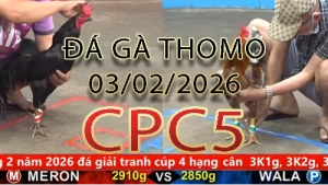 Video phát lại đá gà trực tiếp CPC5 ngày 03022026