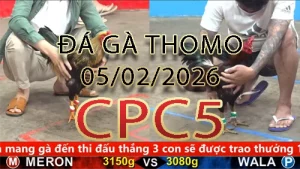 Video phát lại đá gà trực tiếp CPC5 ngày 05022026