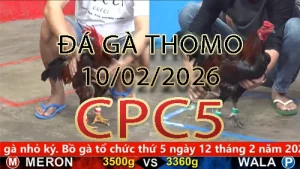 Video phát lại đá gà trực tiếp CPC5 ngày 10022026