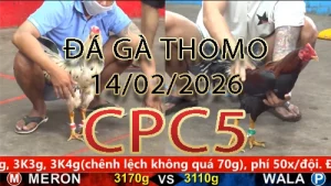 Video phát lại đá gà trực tiếp CPC5 ngày 14022026