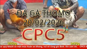 Video phát lại đá gà trực tiếp CPC5 ngày 20022026