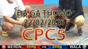 Video phát lại đá gà trực tiếp CPC5 ngày 22022026