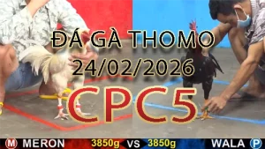 Video phát lại đá gà trực tiếp CPC5 ngày 24022026