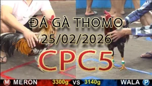 Video phát lại đá gà trực tiếp CPC5 ngày 25022026