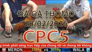 Video phát lại đá gà trực tiếp CPC5 ngày 28022026