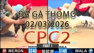 Video phát lại đá gà trực tiếp CPC2 ngày 02032026