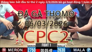 Video phát lại đá gà trực tiếp CPC2 ngày 06032026