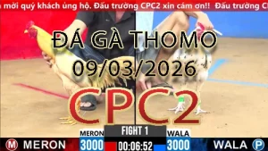Video phát lại đá gà trực tiếp CPC2 ngày 09032026