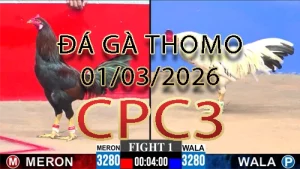 Video phát lại đá gà trực tiếp CPC3 ngày 01032026