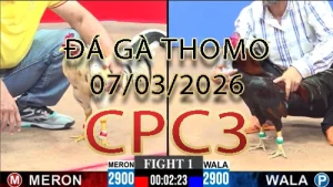 Video phát lại đá gà trực tiếp CPC3 ngày 07032026