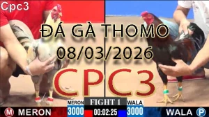 Video phát lại đá gà trực tiếp CPC3 ngày 08032026