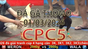 Video phát lại đá gà trực tiếp CPC5 ngày 01032026