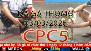 Video phát lại đá gà trực tiếp CPC5 ngày 03032026