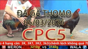Video phát lại đá gà trực tiếp CPC5 ngày 05032026