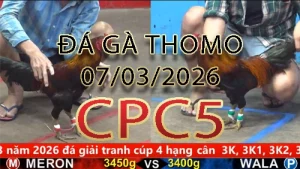 Video phát lại đá gà trực tiếp CPC5 ngày 07032026