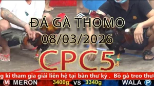 Video phát lại đá gà trực tiếp CPC5 ngày 08032026
