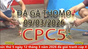 Video phát lại đá gà trực tiếp CPC5 ngày 09032026