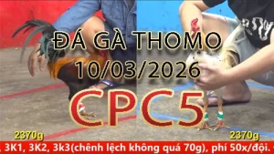 Video phát lại đá gà trực tiếp CPC5 ngày 10032026