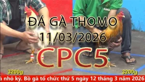 Video phát lại đá gà trực tiếp CPC5 ngày 11032026