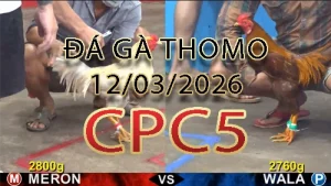 Video phát lại đá gà trực tiếp CPC5 ngày 12032026