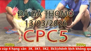 Video phát lại đá gà trực tiếp CPC5 ngày 13032026